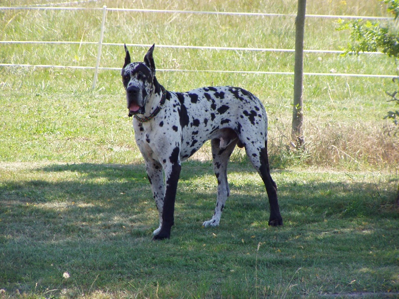 Radjha du Val de Courame