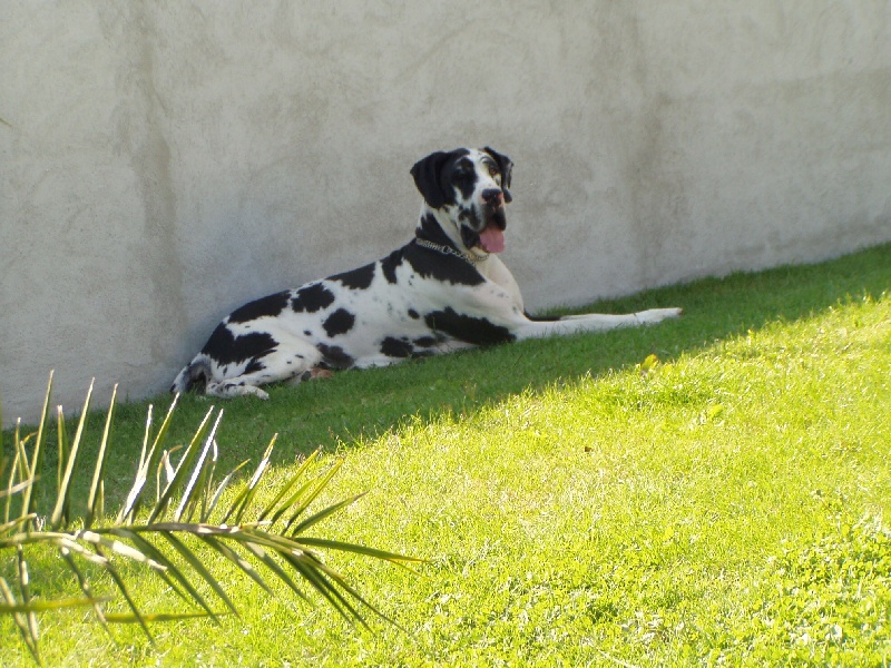 Aconit Des Terres De La Rairie