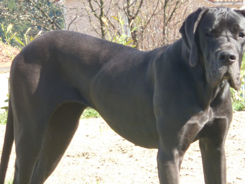 Ermione du Val de Courame