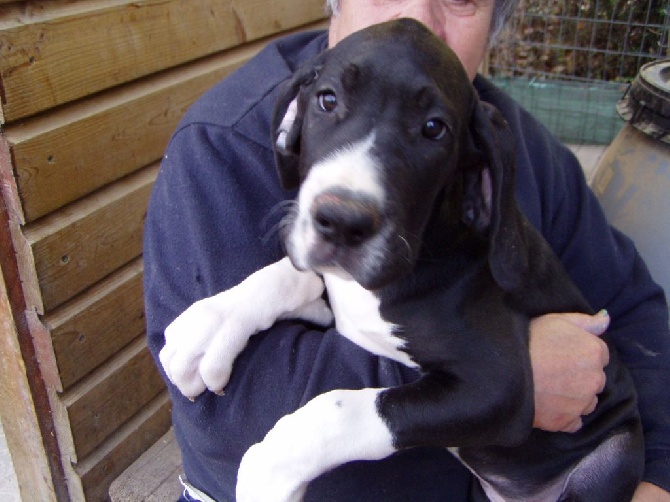 du Val de Courame - plus de chiot disponible