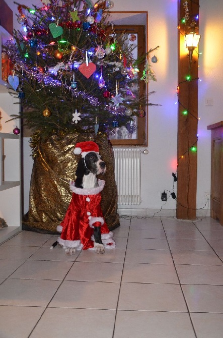 du Val de Courame - 1e Noel de ma Jaimie Lee