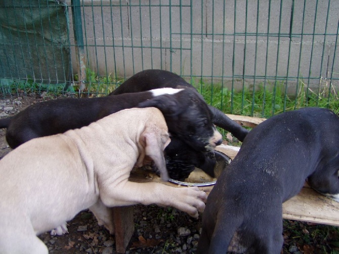 du Val de Courame - nouvelles photos des bébés