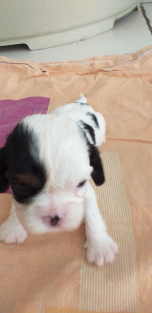 du Val de Courame - Chiots disponibles - Cavalier King Charles Spaniel