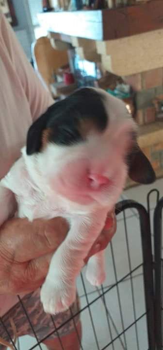 CHIOT