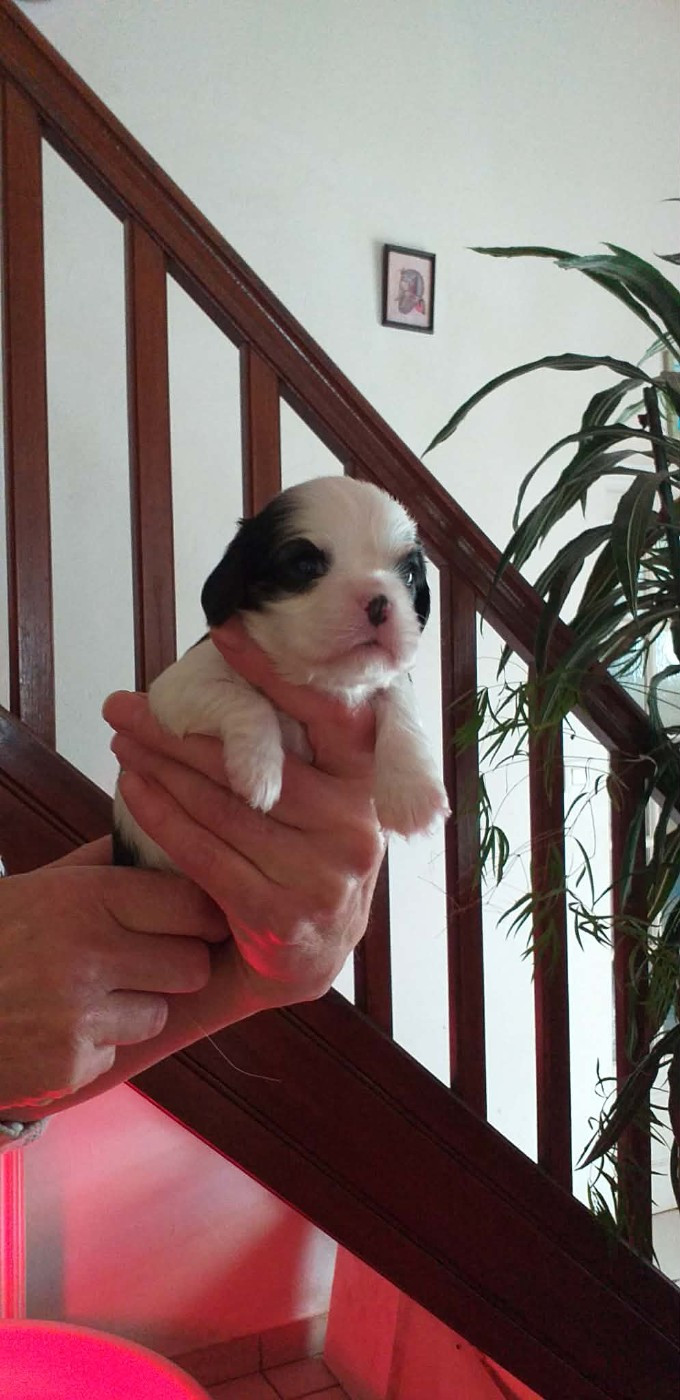 du Val de Courame - Chiots disponibles - Cavalier King Charles Spaniel