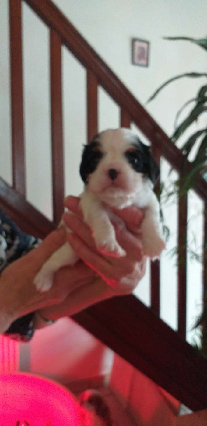 du Val de Courame - Chiots disponibles - Cavalier King Charles Spaniel