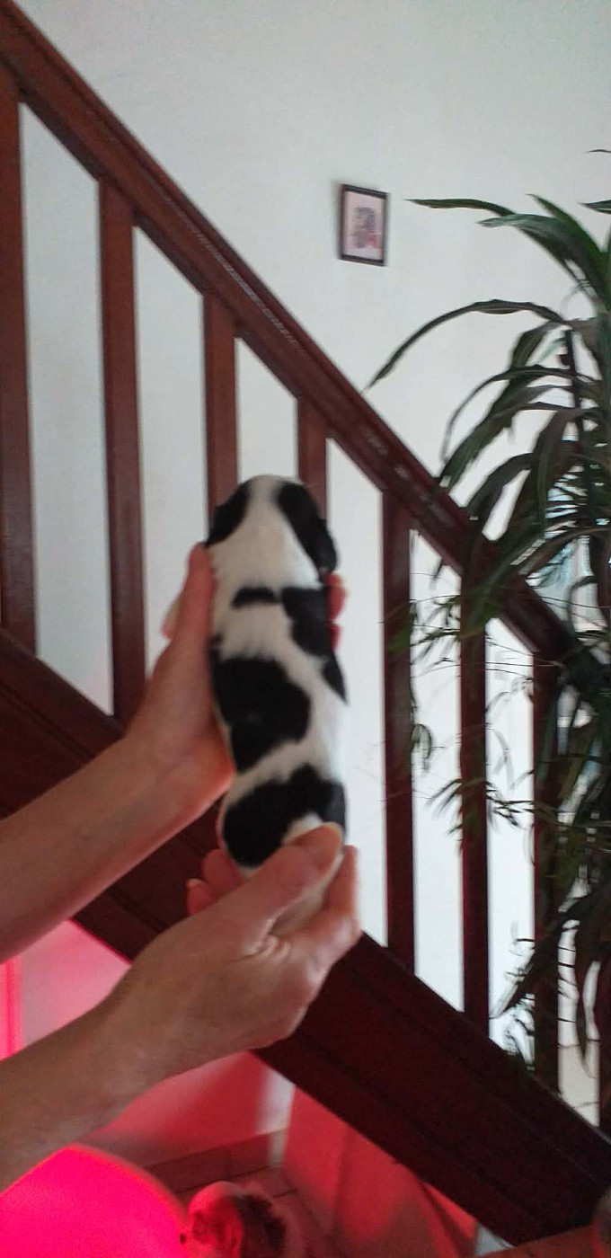 du Val de Courame - Chiots disponibles - Cavalier King Charles Spaniel