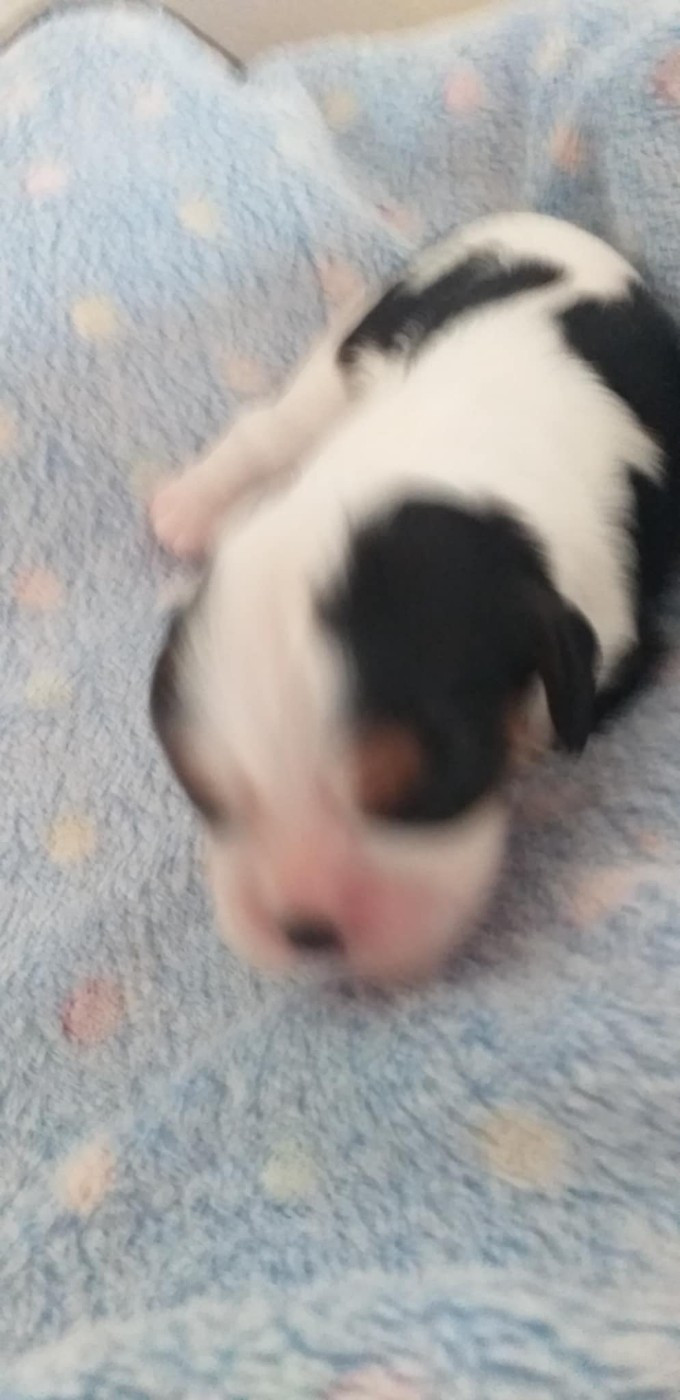 du Val de Courame - Chiots disponibles - Cavalier King Charles Spaniel