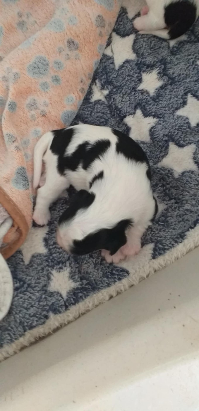 du Val de Courame - Chiots disponibles - Cavalier King Charles Spaniel