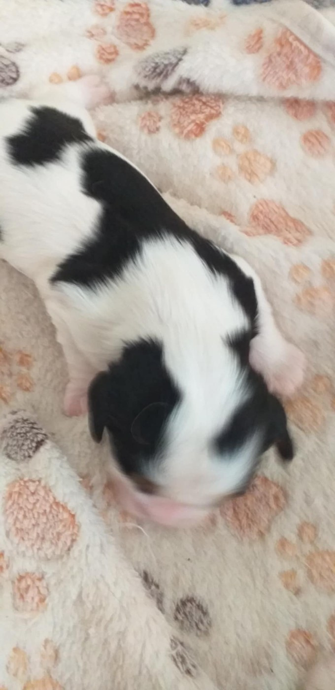 du Val de Courame - Chiots disponibles - Cavalier King Charles Spaniel
