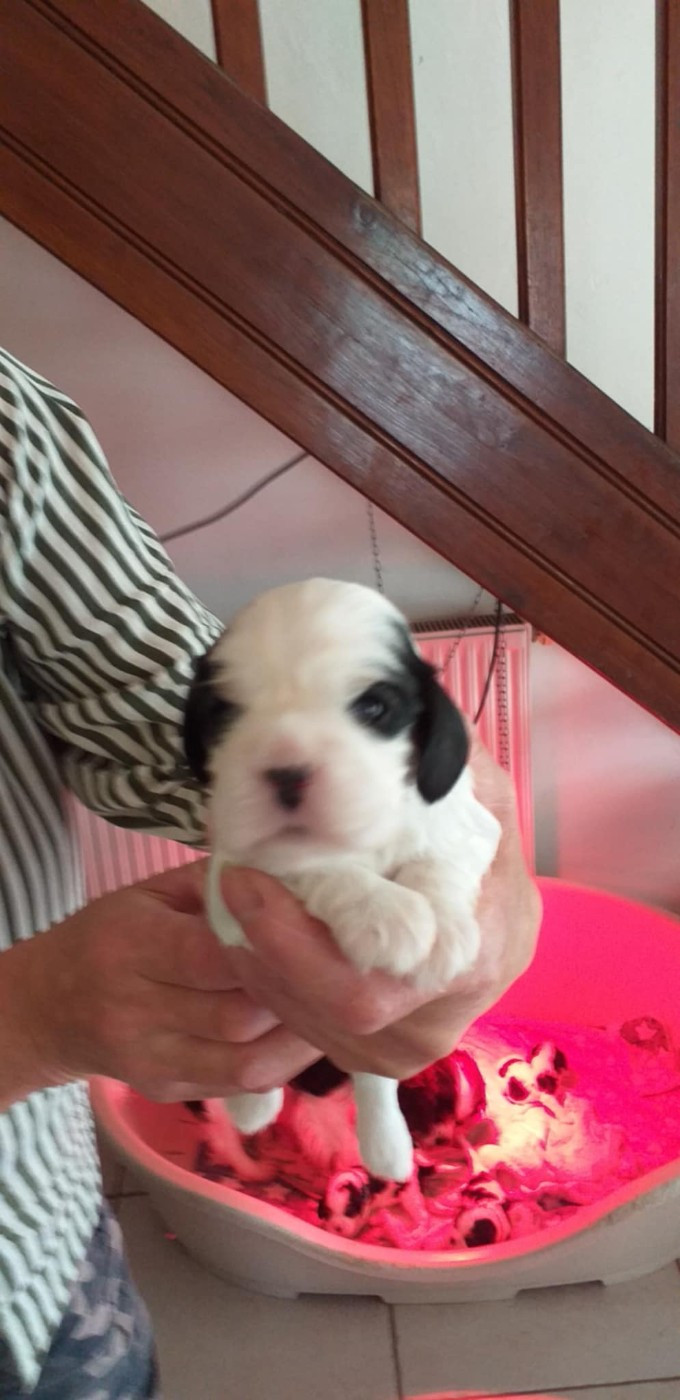 du Val de Courame - Chiots disponibles - Cavalier King Charles Spaniel