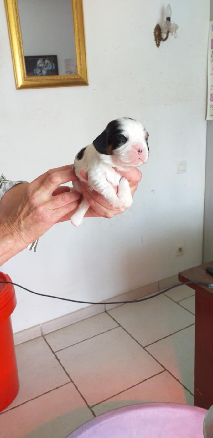du Val de Courame - Chiots disponibles - Cavalier King Charles Spaniel