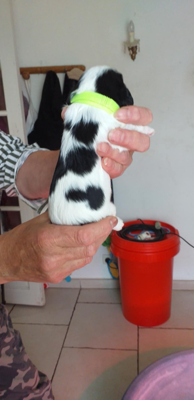 du Val de Courame - Chiots disponibles - Cavalier King Charles Spaniel