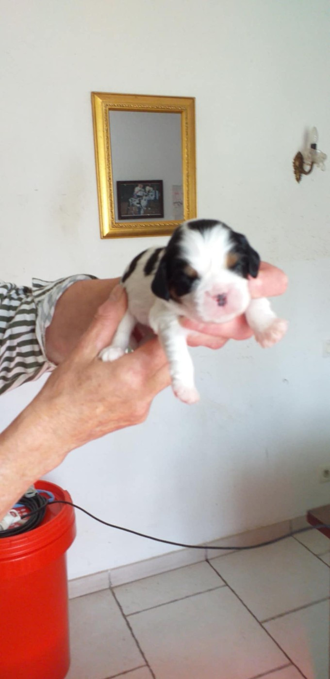 du Val de Courame - Chiots disponibles - Cavalier King Charles Spaniel