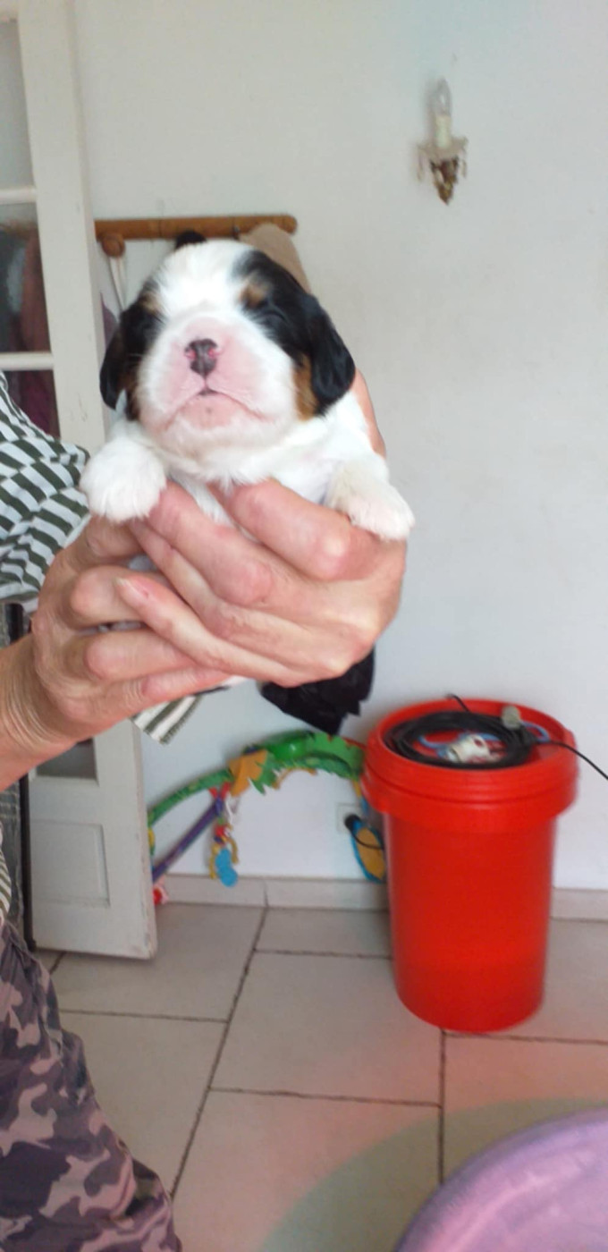du Val de Courame - Chiots disponibles - Cavalier King Charles Spaniel