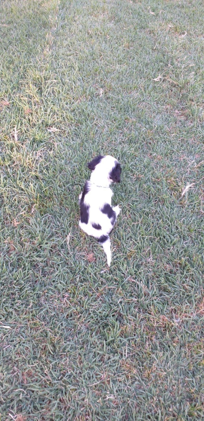 du Val de Courame - Chiots disponibles - Cavalier King Charles Spaniel