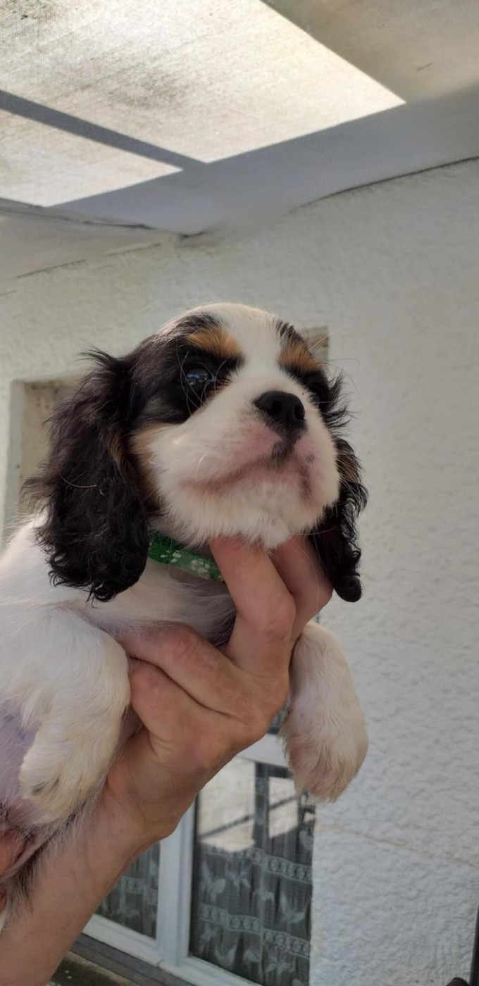 du Val de Courame - Chiots disponibles - Cavalier King Charles Spaniel