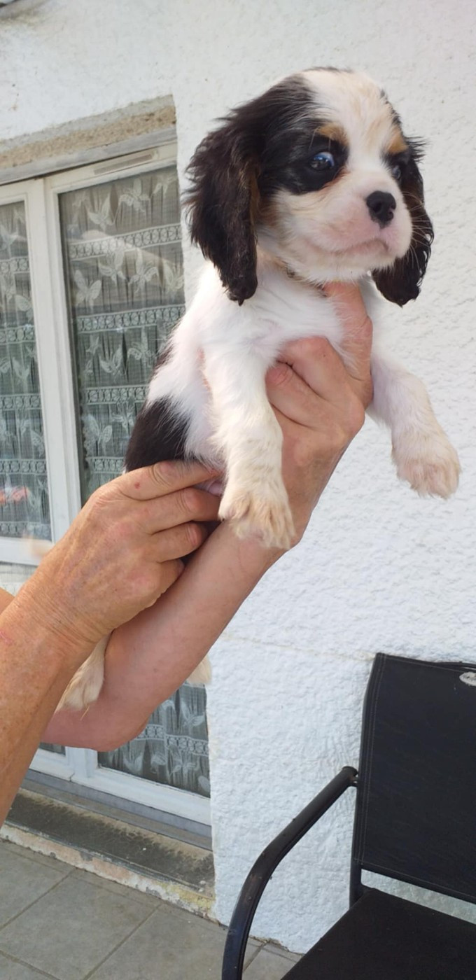 du Val de Courame - Chiots disponibles - Cavalier King Charles Spaniel