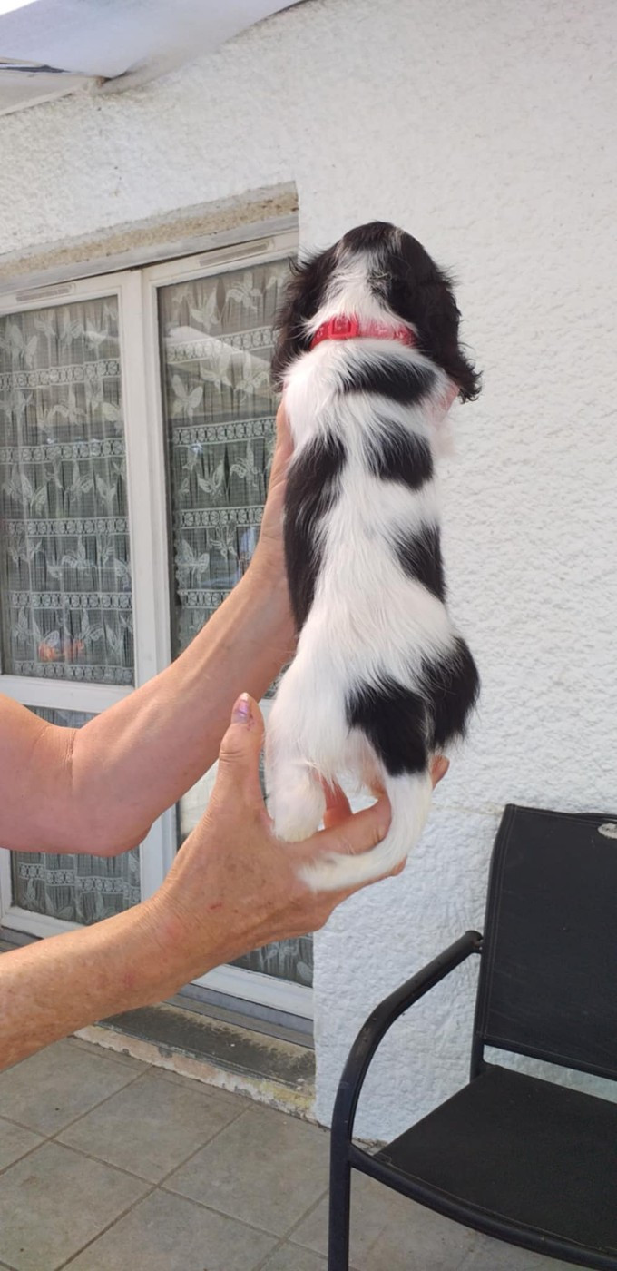 du Val de Courame - Chiots disponibles - Cavalier King Charles Spaniel