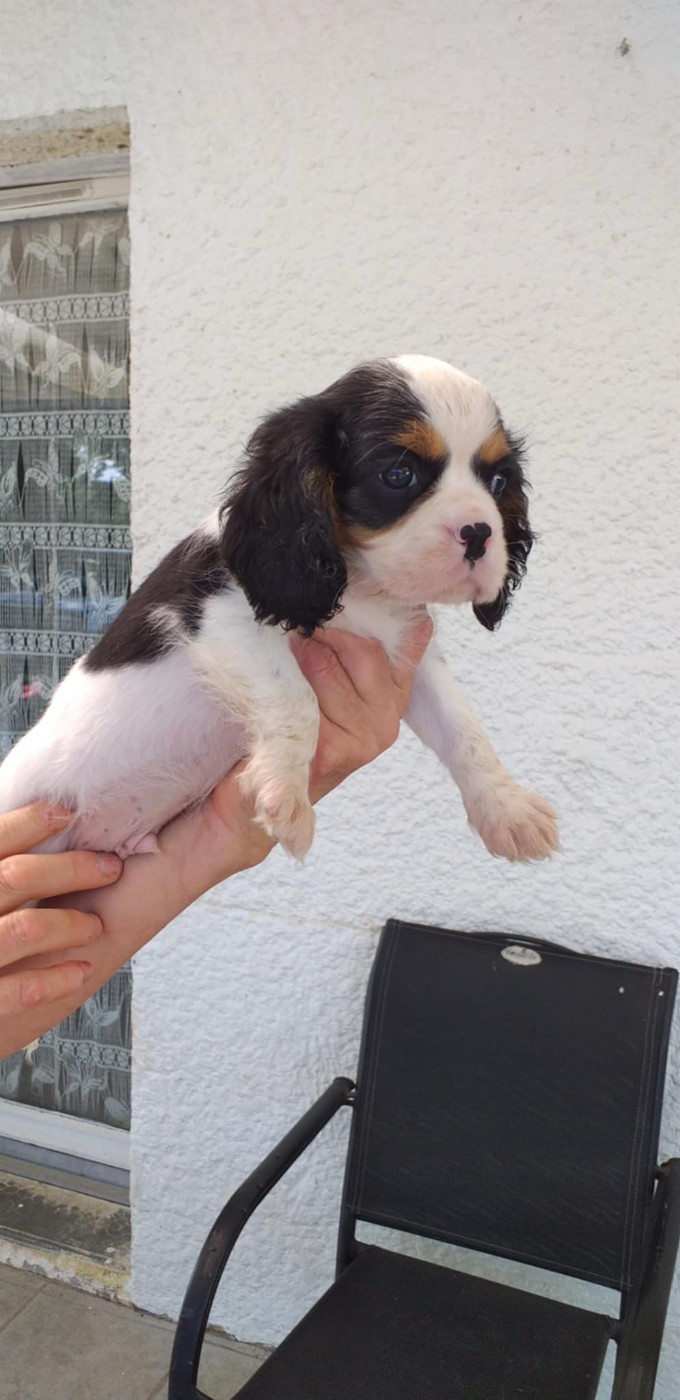 du Val de Courame - Chiots disponibles - Cavalier King Charles Spaniel