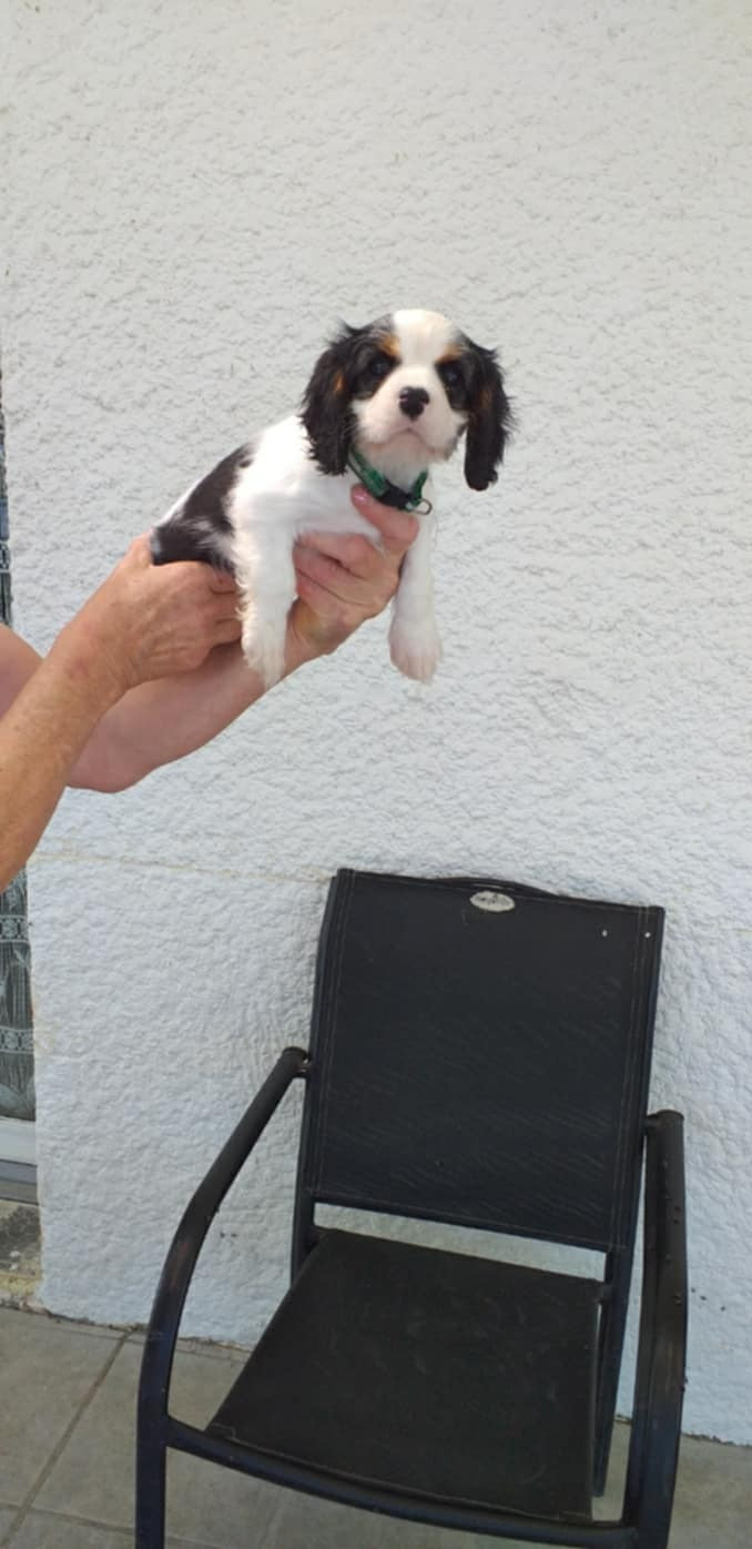 du Val de Courame - Chiots disponibles - Cavalier King Charles Spaniel