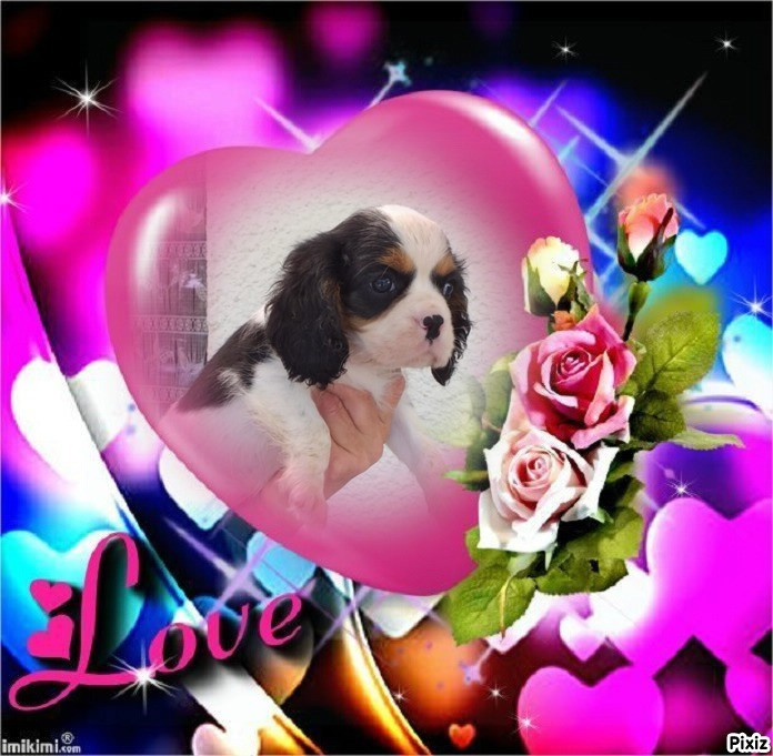 du Val de Courame - Chiots disponibles - Cavalier King Charles Spaniel
