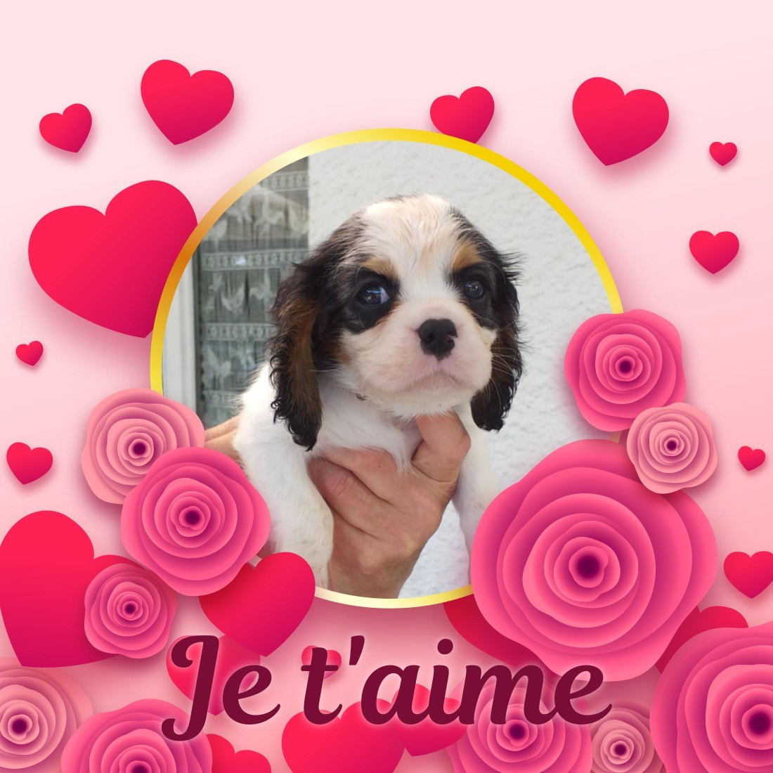 du Val de Courame - Chiots disponibles - Cavalier King Charles Spaniel