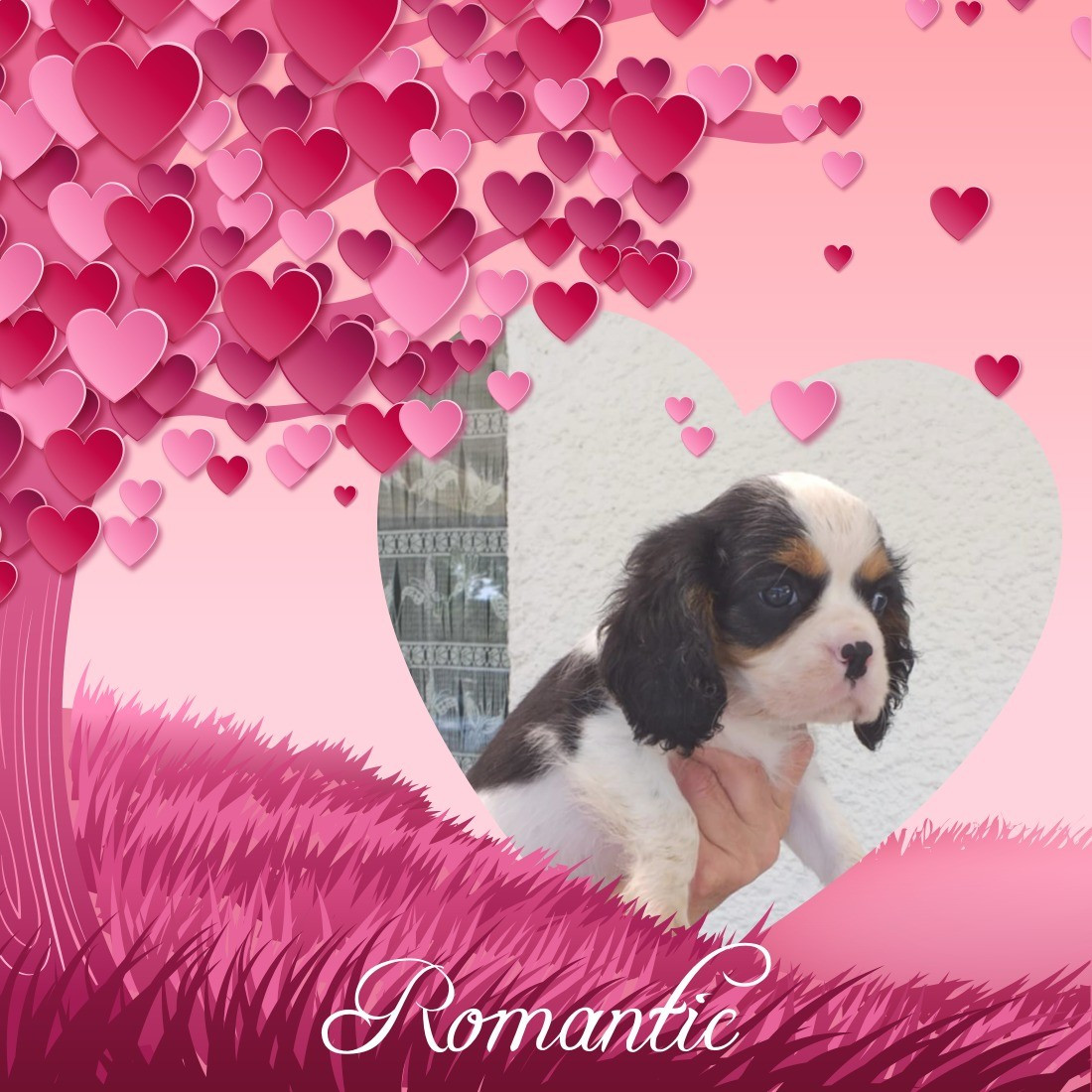 du Val de Courame - Chiots disponibles - Cavalier King Charles Spaniel