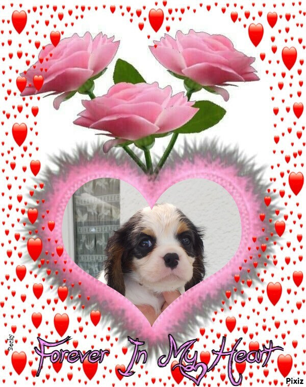 du Val de Courame - Chiots disponibles - Cavalier King Charles Spaniel