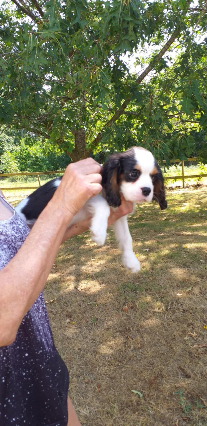 du Val de Courame - Chiots disponibles - Cavalier King Charles Spaniel