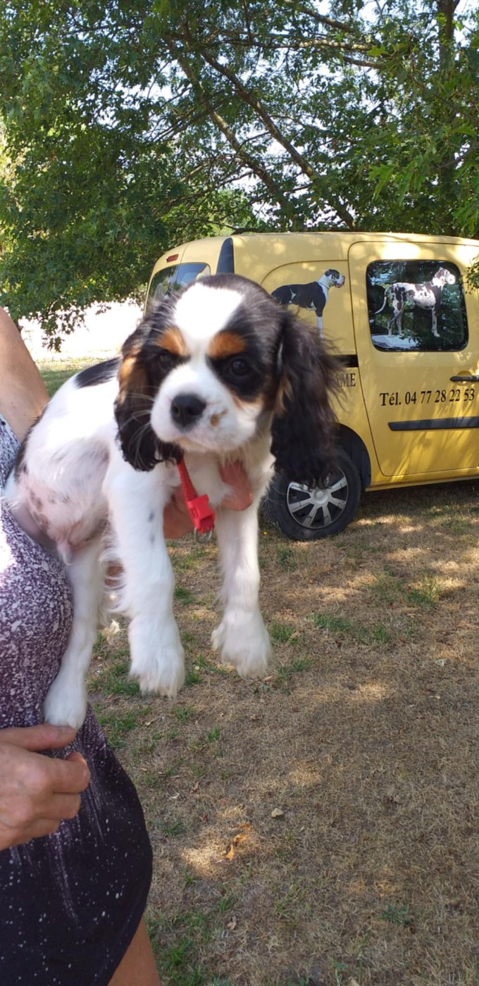 du Val de Courame - Chiots disponibles - Cavalier King Charles Spaniel