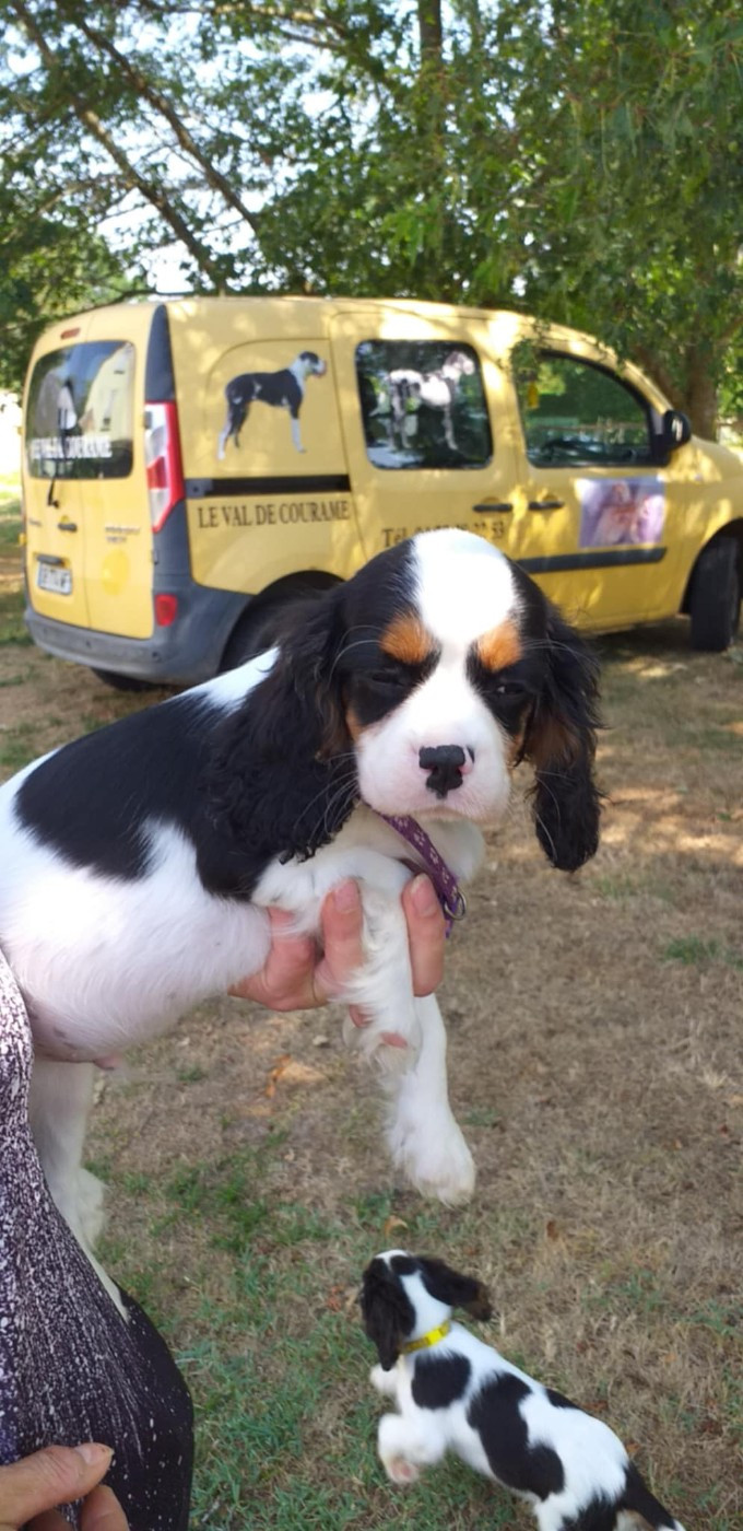 du Val de Courame - Chiots disponibles - Cavalier King Charles Spaniel