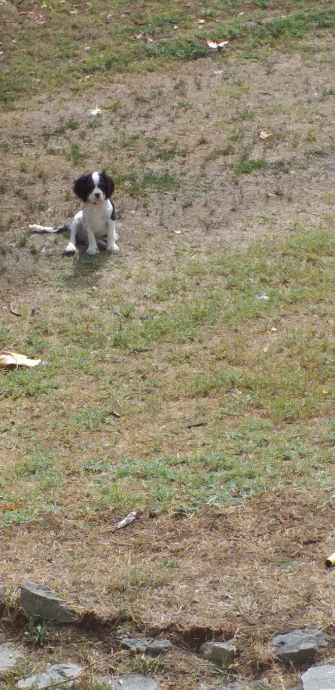 du Val de Courame - Chiots disponibles - Cavalier King Charles Spaniel