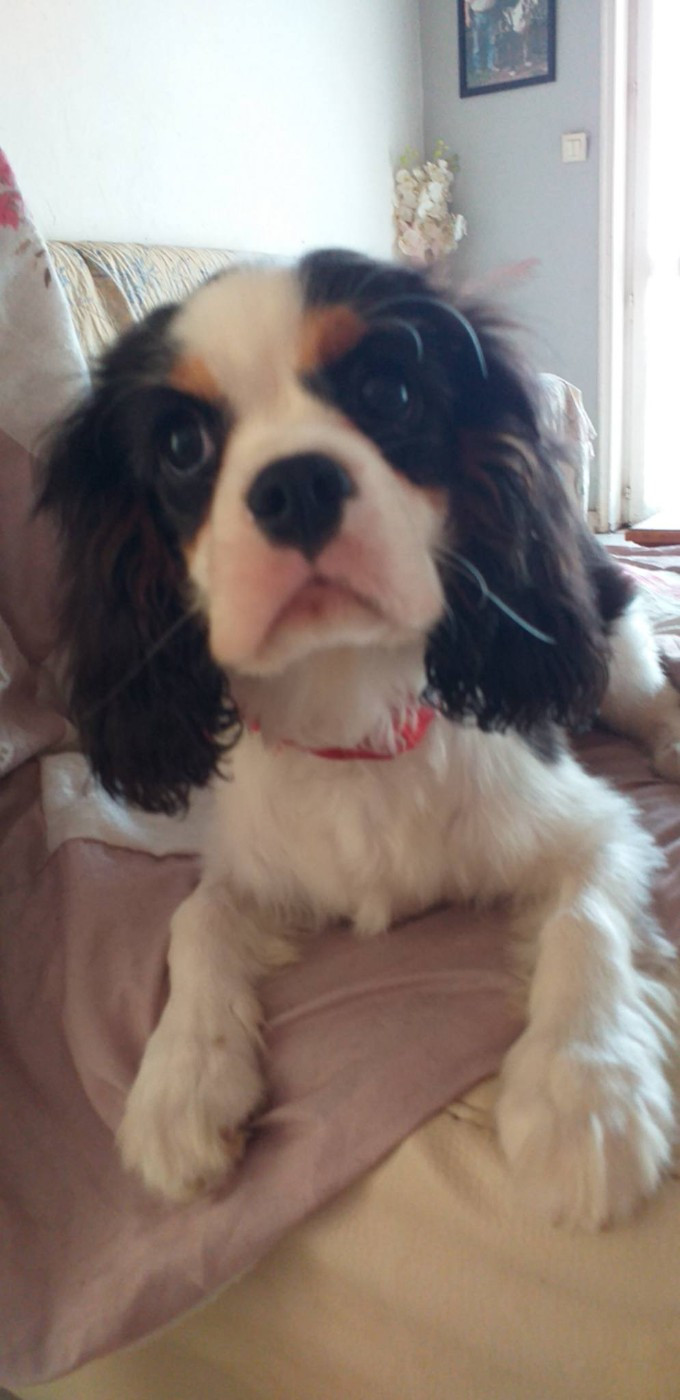 du Val de Courame - Chiots disponibles - Cavalier King Charles Spaniel