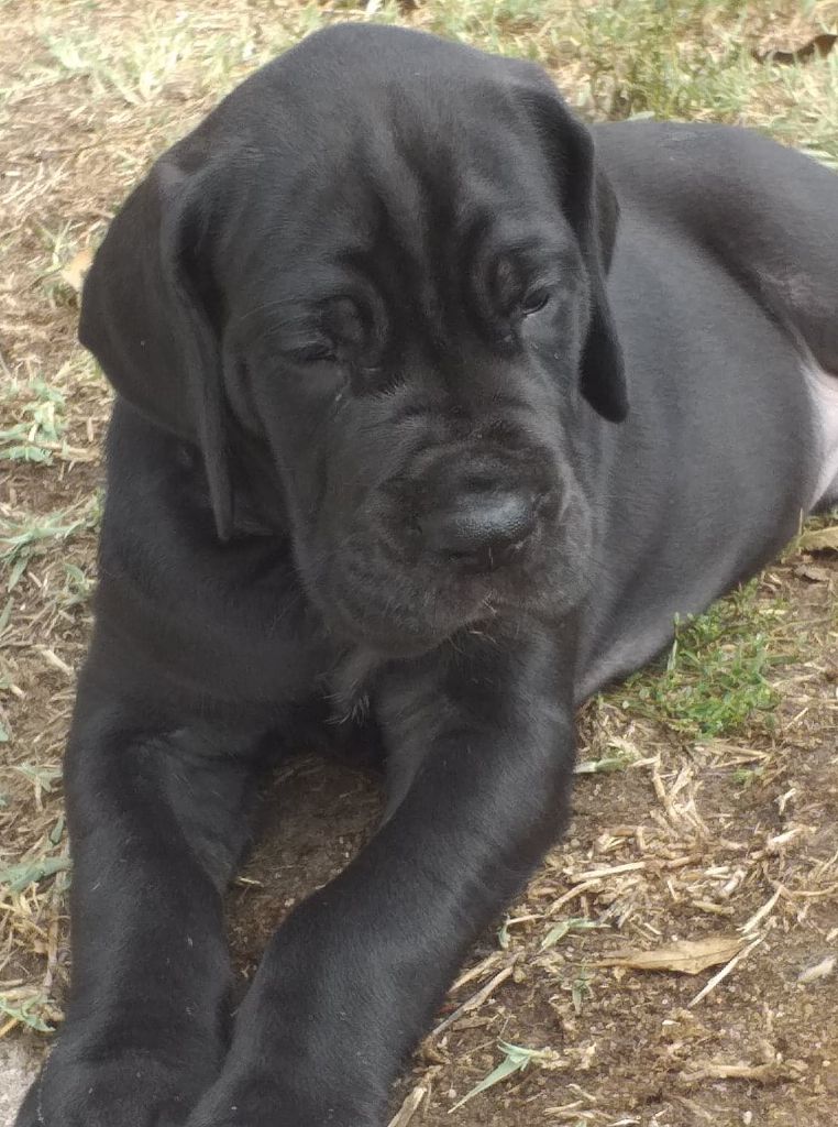 du Val de Courame - Dogue allemand - Portée née le 09/08/2020