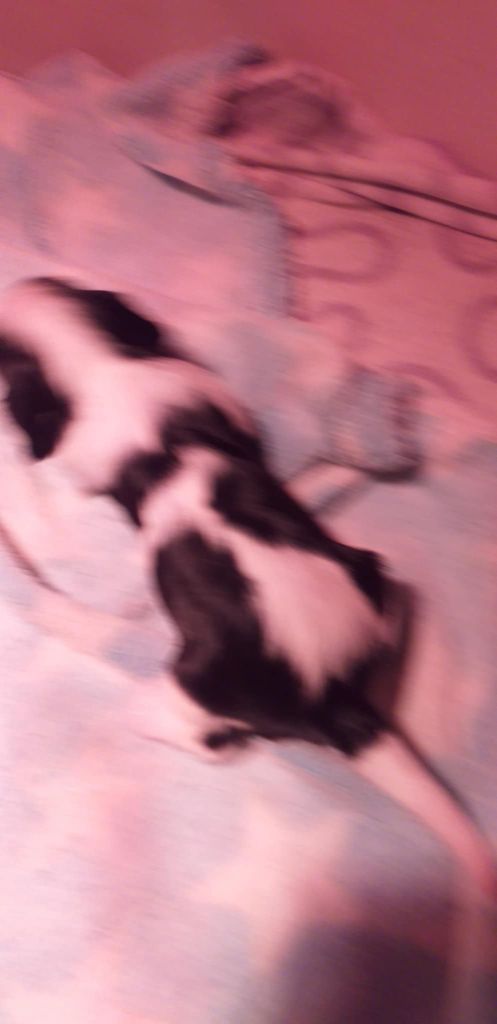 du Val de Courame - Chiots disponibles - Cavalier King Charles Spaniel