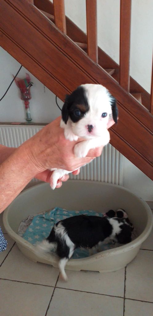 du Val de Courame - Cavalier King Charles Spaniel - Portée née le 19/08/2025