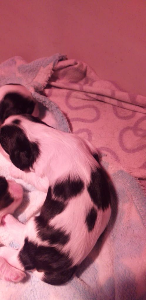 du Val de Courame - Chiots disponibles - Cavalier King Charles Spaniel