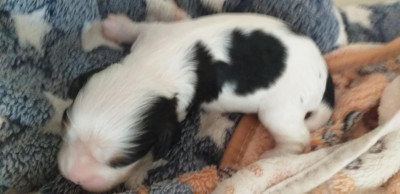 CHIOT 5
