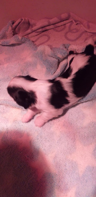 CHIOT