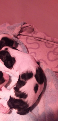 CHIOT