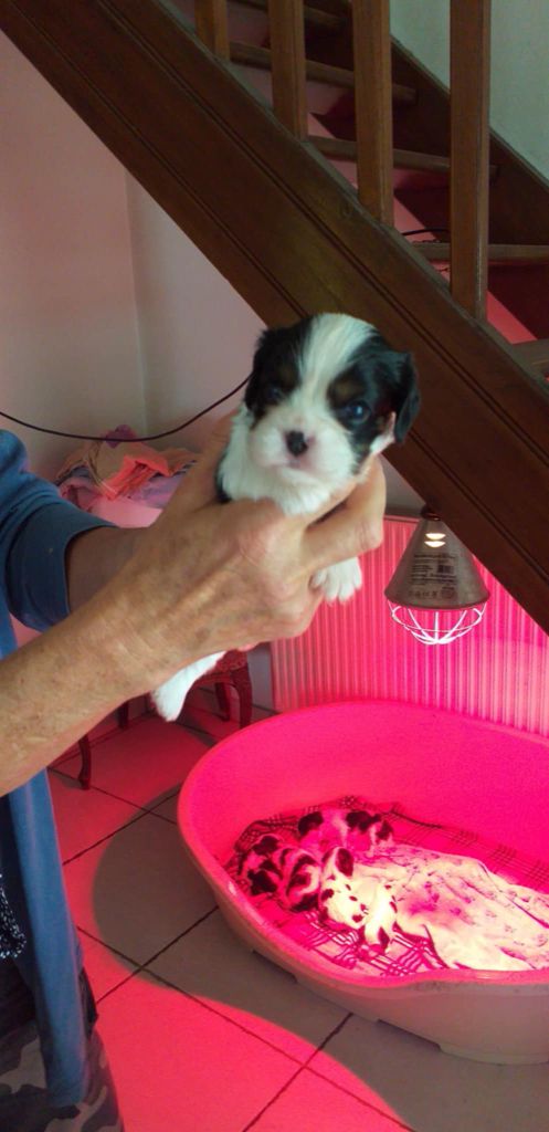 du Val de Courame - Chiots disponibles - Cavalier King Charles Spaniel
