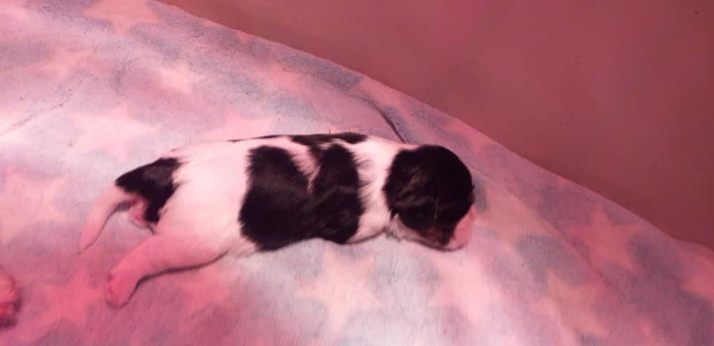 du Val de Courame - Chiots disponibles - Cavalier King Charles Spaniel