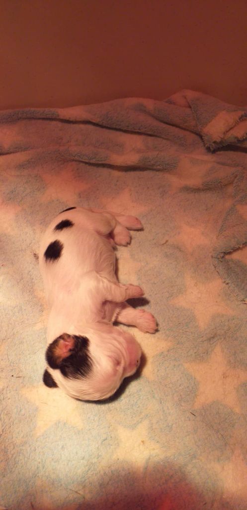 du Val de Courame - Chiots disponibles - Cavalier King Charles Spaniel