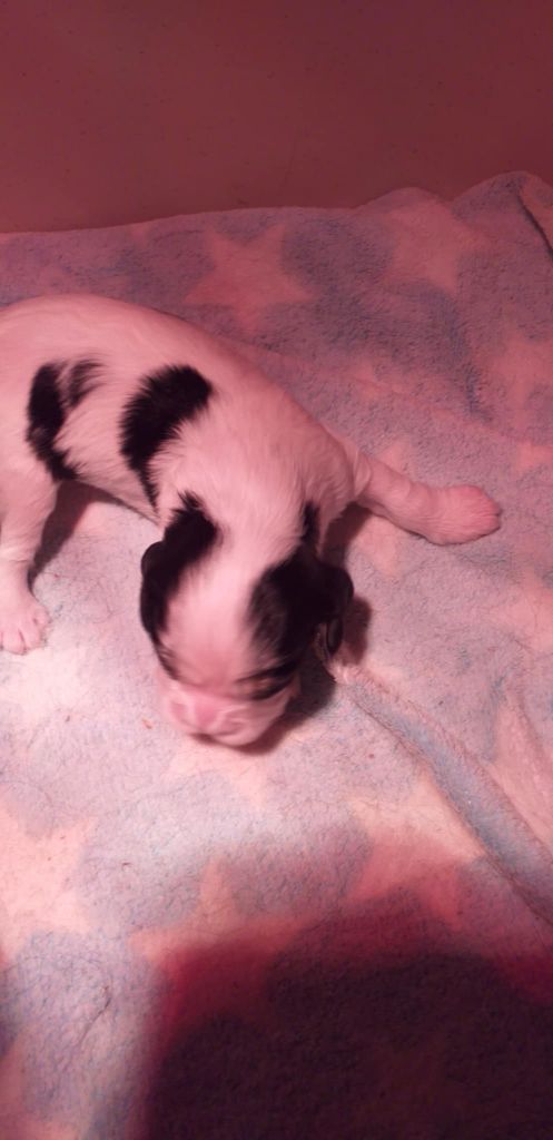 du Val de Courame - Chiots disponibles - Cavalier King Charles Spaniel
